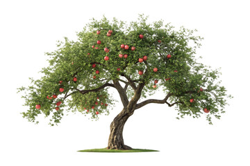 Obraz premium Apple tree laden with ripe red fruits isolated on transparent background