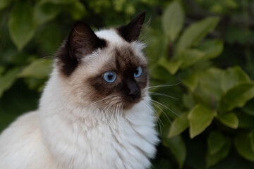 ragdoll cat with bright blue eyes