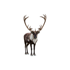 Naklejka premium Majestic stag deer standing tall with big antlers iolated on white background for wildlife and nature cncepts