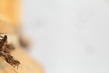 Flying honey bee isolated on white background for flyer or label