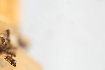 Flying honey bee isolated on white background for flyer or label