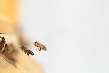 Flying honey bee isolated on white background for flyer or label