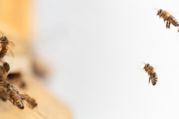 Flying honey bee isolated on white background for flyer or label