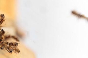 Flying honey bee isolated on white background for flyer or label