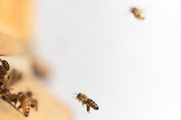 Flying honey bee isolated on white background for flyer or label