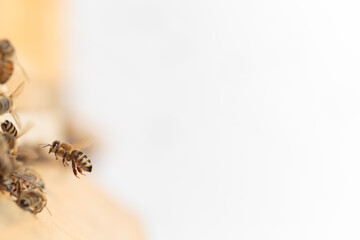 Flying honey bee isolated on white background for flyer or label