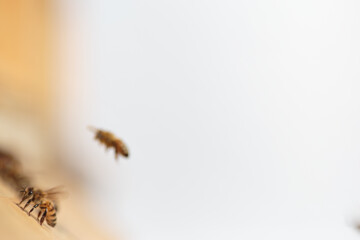 Flying honey bee isolated on white background for flyer or label