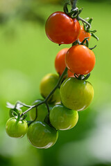 bunch of red tomatoes