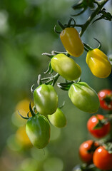 Tomatoes on home garden