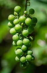 green peas on a vine