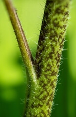 close up sunflower stem detail