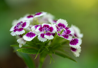 purple flower in the garden