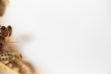 Flying honey bee isolated on white background for flyer or label
