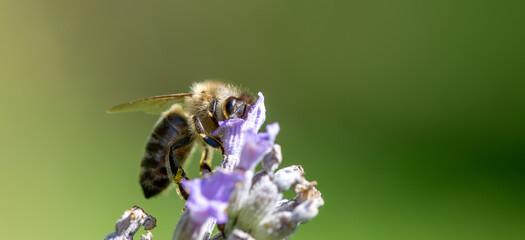 bee on flower