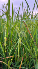 Fototapeta premium close up of green rice plants
