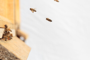 Flying honey bee isolated on white background for flyer or label