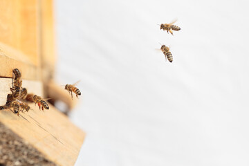 Flying honey bee isolated on white background for flyer or label