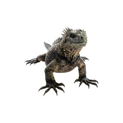 Realistic iguana lizard standing isolated on white bckground exotic reptile animal photography