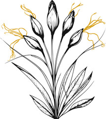Traditional saffron crocus illustration, black ink doodle style, stigma threads and leaves, vector line art for gourmet and cosmetic packaging 3