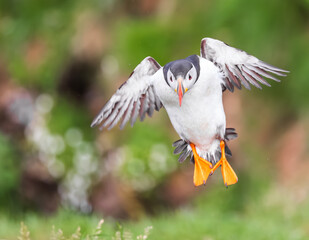 puffin bird in flight with fish in beak