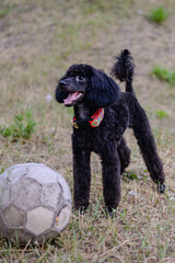 Young handsome black poodle with an old soccer ball