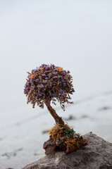 An artificially made little tree on a blue background stands on a rock