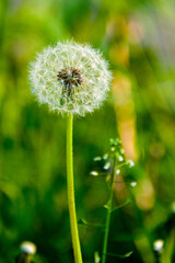 White dandelion on a green background
