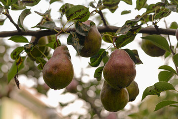 A tree branch with green pears and leaves
