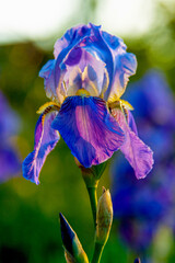 Beautiful purple flower close-up on a green background