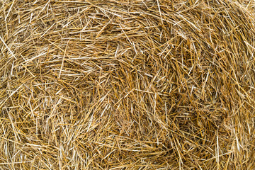 Photo of yellow hay as a background close-up of a bright day

