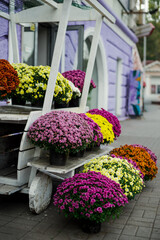 Beautiful multi-coloured multi-tiered flower bed of chrysanthemums on a clear day
