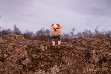 A little dog in clothes stands on a rocky surface