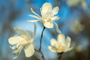 Three beautiful white flowers on a blurred background on a bright day