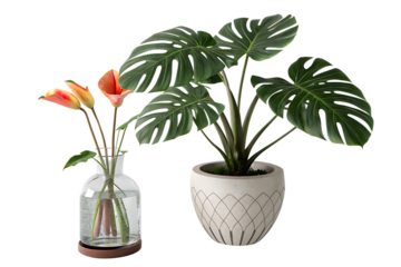 Monstera in a pot plant leaf vase by Ton about potted plant, pot plants, flower in vase, plant on AI generated by PNG