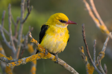 Eurasian golden oriole, common golden oriole - Oriolus oriolus perched gracefully on a tree branch...
