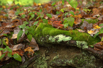 Forest Quilt