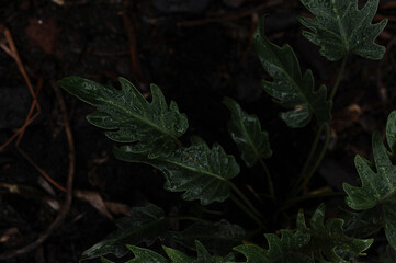planta verde tropical molhada pela chuva 