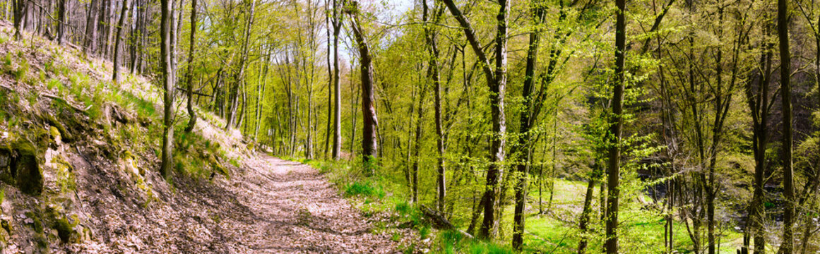 Broad leaf trees forest at spring daylight