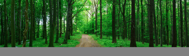 Broad leaf trees forest at spring daylight
