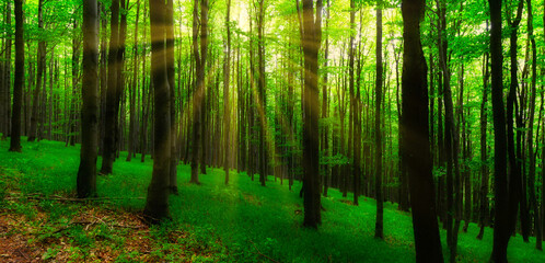 Broad leaf trees forest at spring daylight