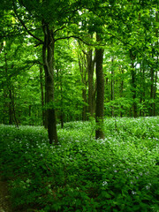 Obraz premium Broad leaf trees primeval forest at spring daylight