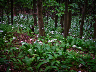Broad leaf trees forest at spring daylight