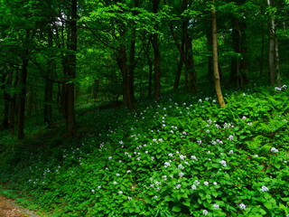 Broad leaf trees forest at spring daylight