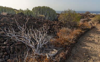 Sukulenty, rośliny na polach lawowych Malpa&iacute;s de Guimar Teneryfa