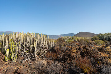 Sukulenty, rośliny na polach lawowych Malpa&iacute;s de Guimar Teneryfa