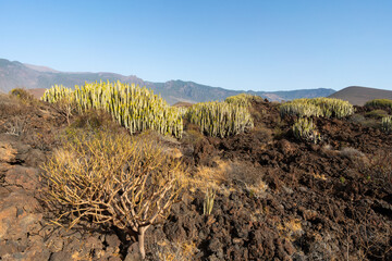 Endemiczne kserofity Teneryfy, roślinność pópóstynna i lawowa,  Malpaís de Güímar © Piotr Szpakowski