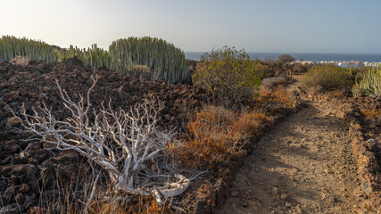 Sukulenty, rośliny na polach lawowych Malpaís de Guimar Teneryfa © Piotr Szpakowski