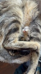 cat lying on the floor