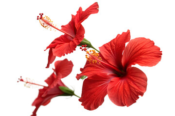 Fototapeta premium Red Hibiscus Flowers isolated on AI generated by PNG