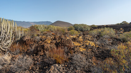 Sukulenty, rośliny na polach lawowych Malpa&iacute;s de Guimar Teneryfa